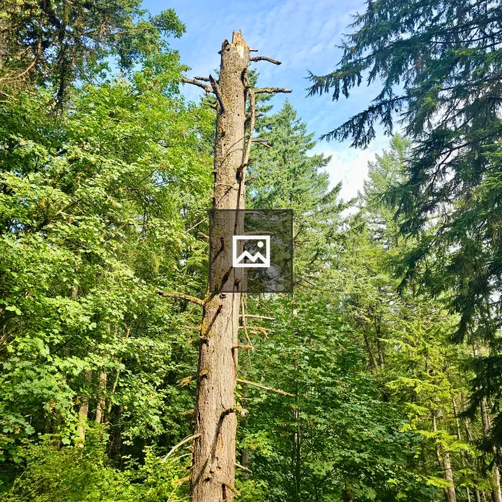 Tall broken tree trunk in forest