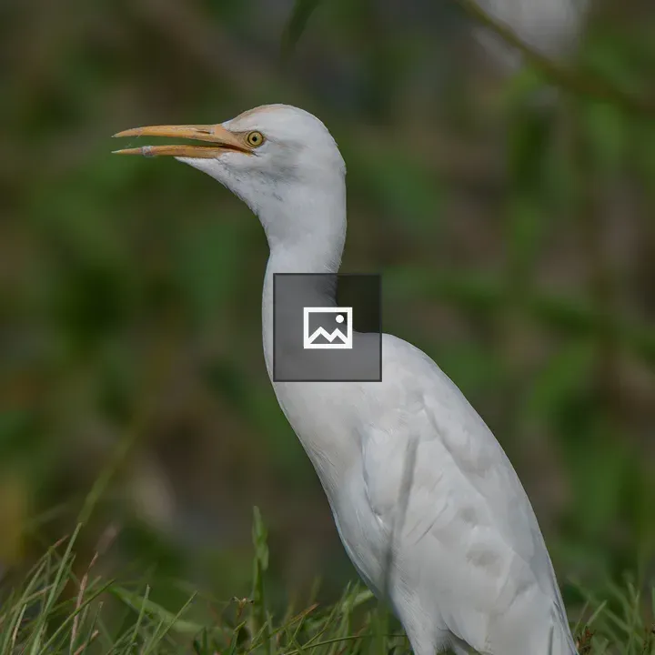 Cattle Egret on Grass