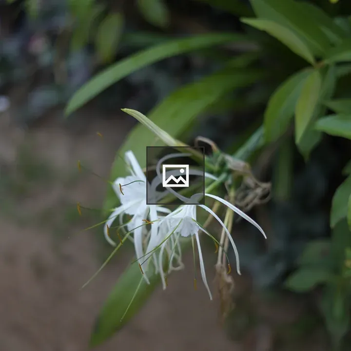 White spider lilies