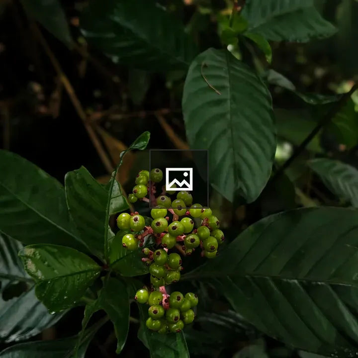 Miconia berries on leaves