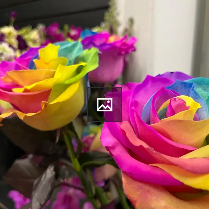 Rainbow Roses Closeup