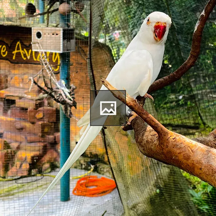 Albino Indian Ringneck Parrot