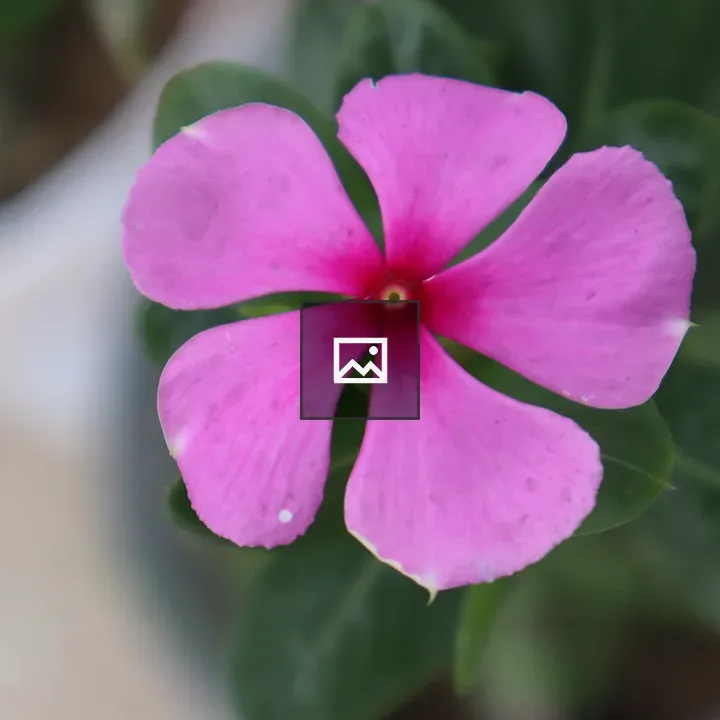 Pink periwinkle flower close-up