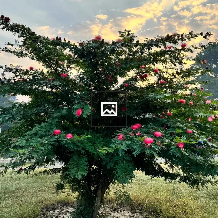 Pink flowering bush in field