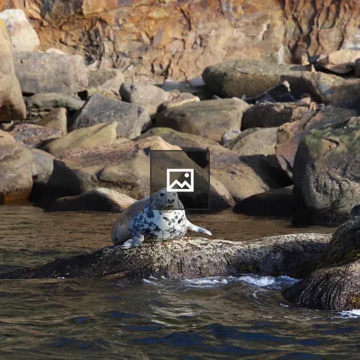 Seal on a Rock