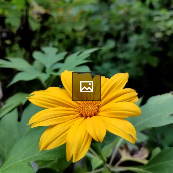 Yellow flower with ant