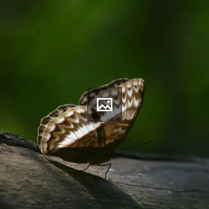 Brown and white butterfly on branch