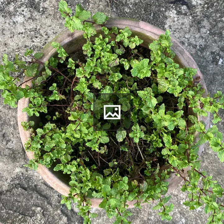 Mint on Terracotta Pot</title>