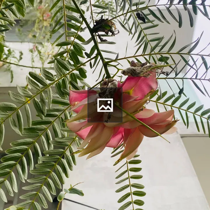 Pink and white flower on branch