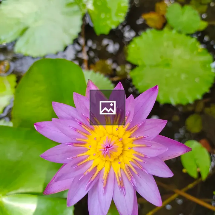 Purple lotus flower close-up