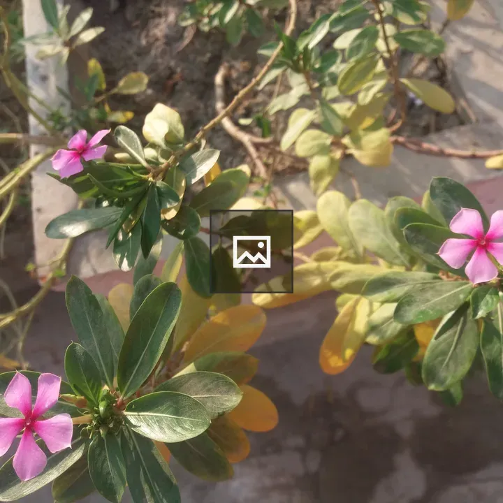 Purple flower with five petals