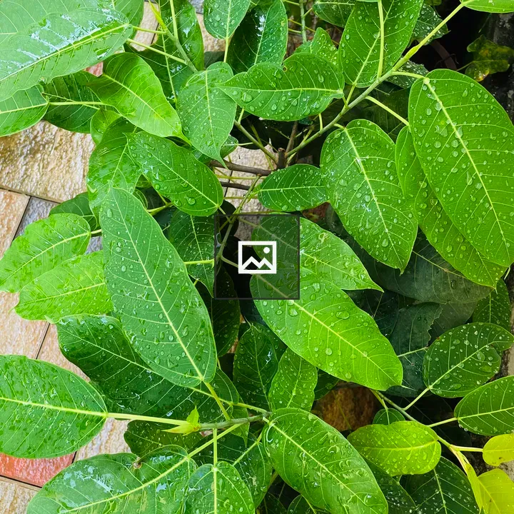 Leafs of Ficus bonsai after rain
