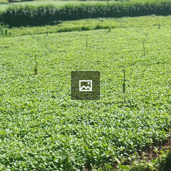 Crop field in Kenya