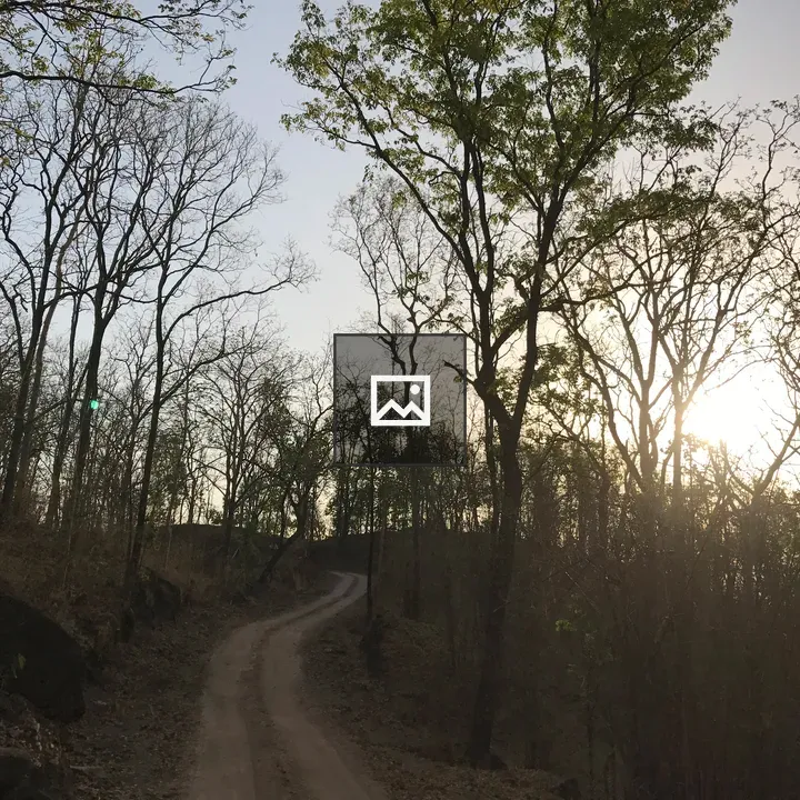 Forest trails in Kanha Kisli