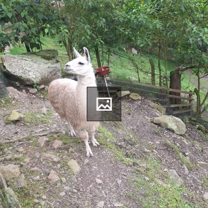 Llama in a wooded enclosure