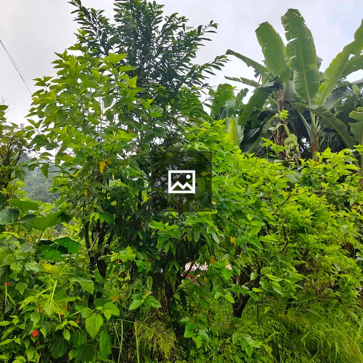 Lush green vegetation scene