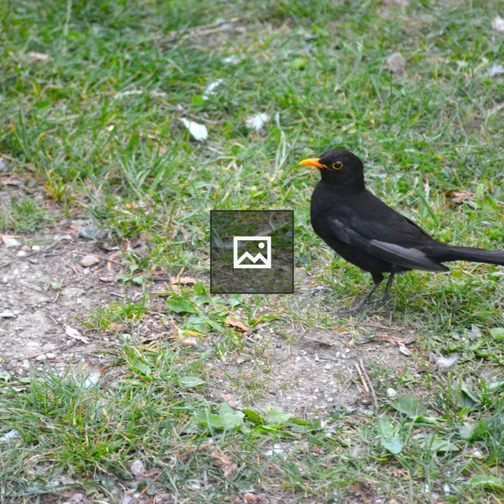 Blackbird on Grassy Patch