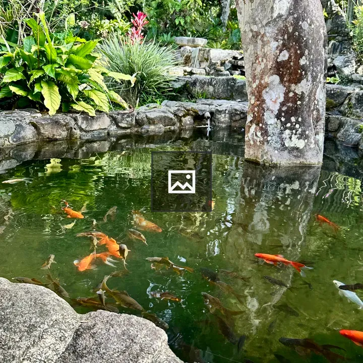 Small pond with fish