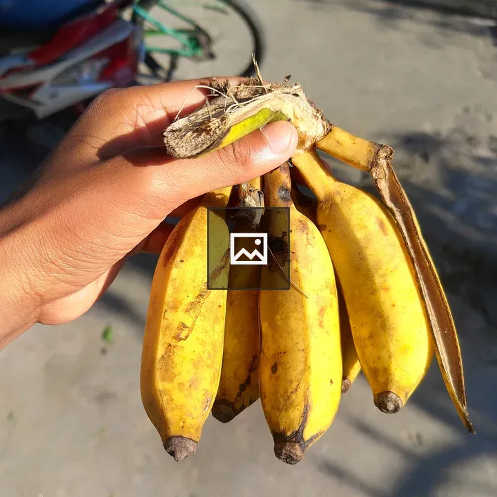 Bananas in Sunlight with Bike
