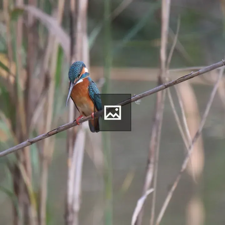 Common Kingfisher on Reed