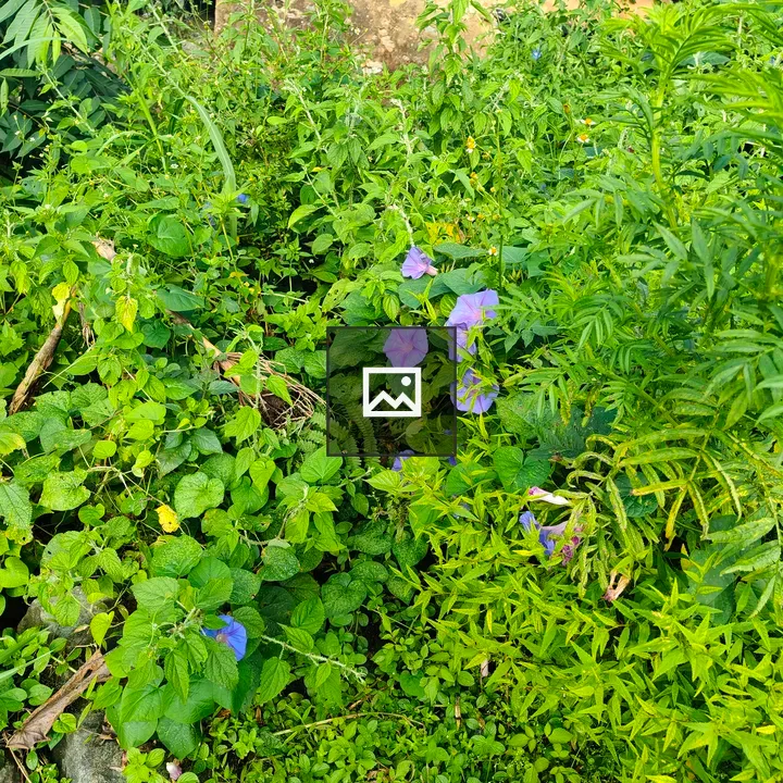Dense green foliage with purple flowers