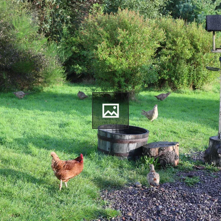 Garden with Pheasants and Chicken