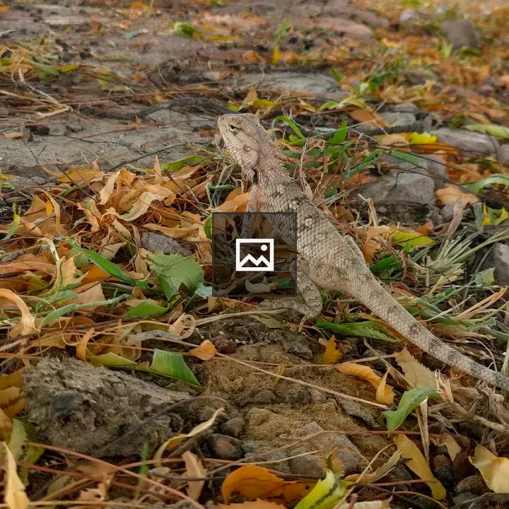 Chameleon on Leaves