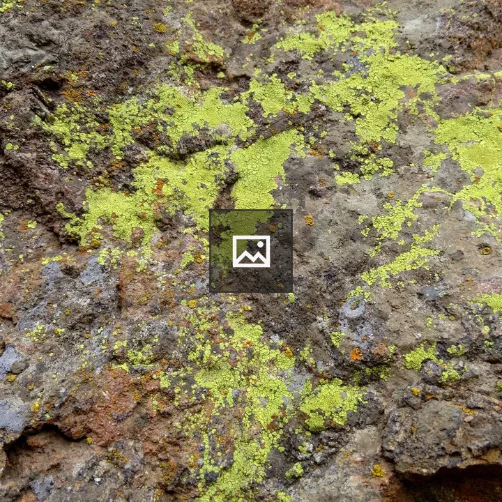 Green lichen on lava rock