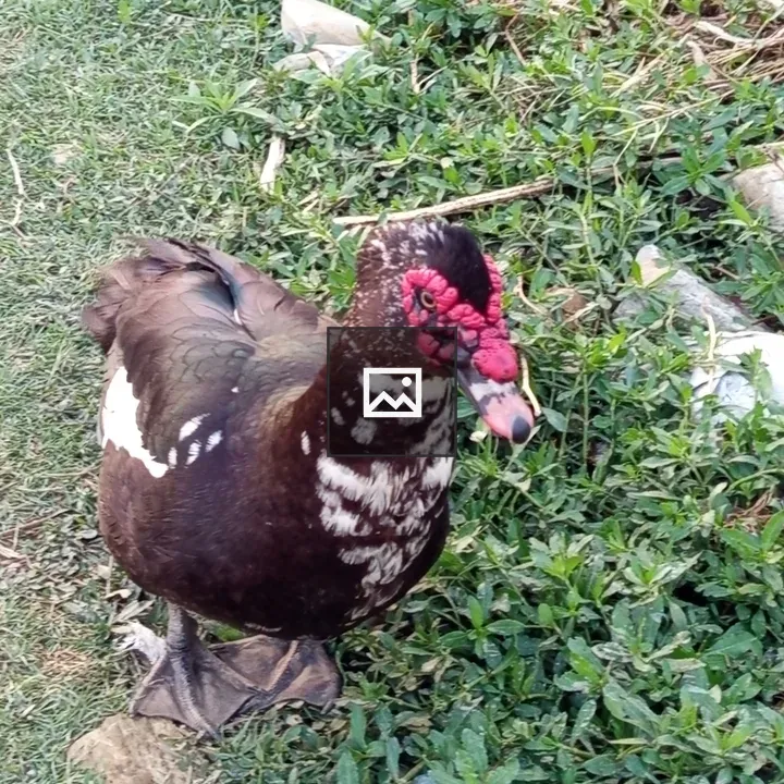 Muscovy Duck on Grass