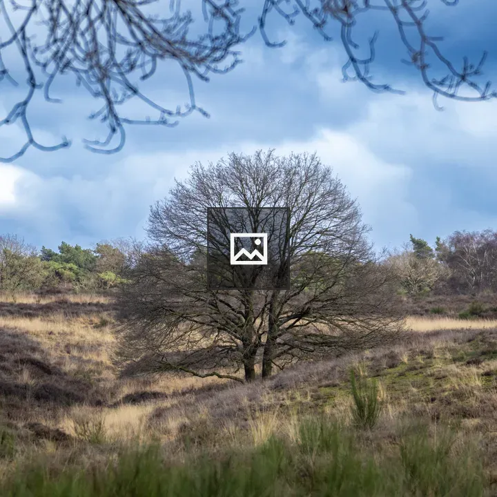 Tree on the Heat