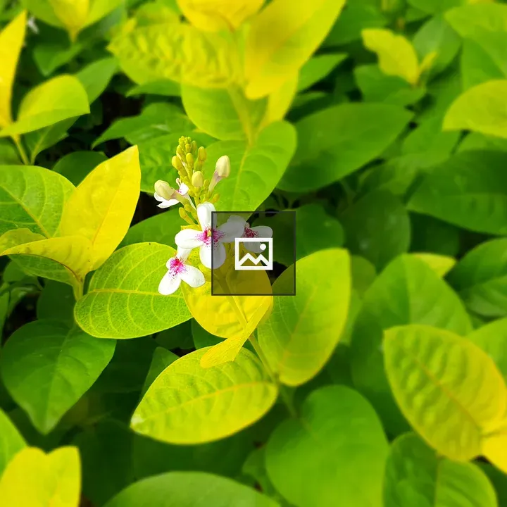 Flower in Grass Patch