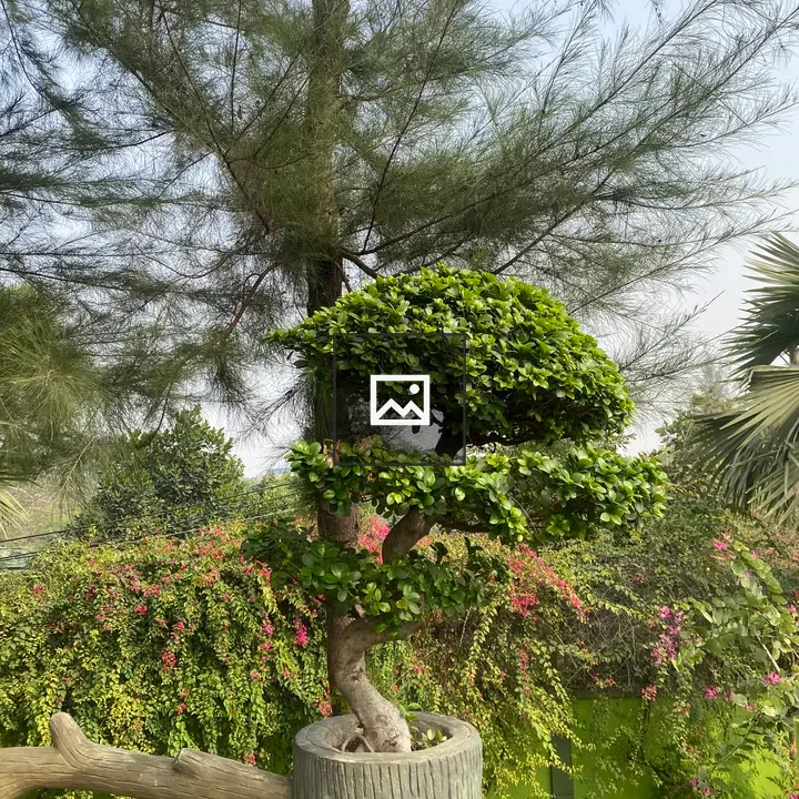 Bonsai Tree in Pot