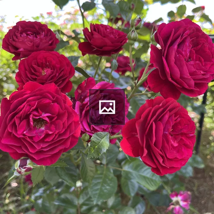 Close-up Red Roses in Bloom