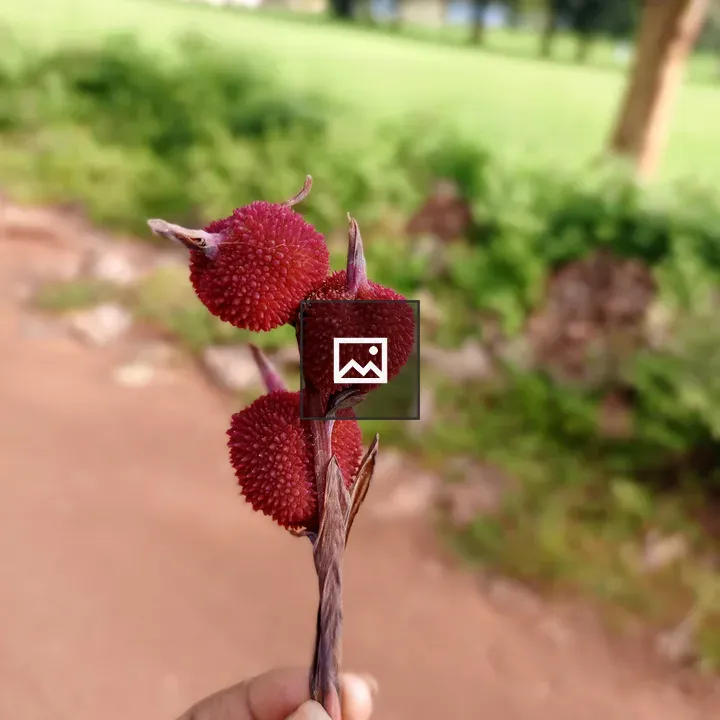 Hand holding a red seed pod stem