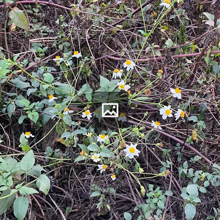 Wild plants among branches