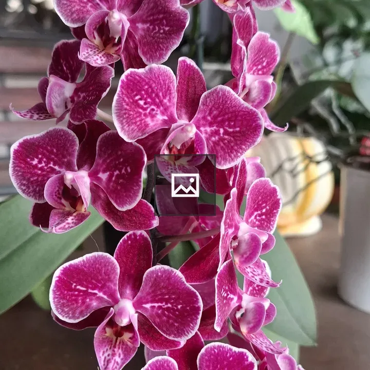 Pink Orchid Cluster