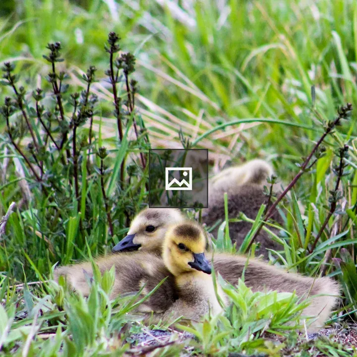 Goslings Snuggling in Brush