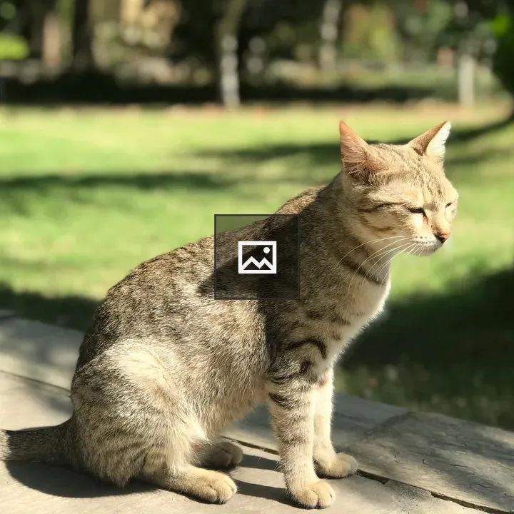 Striped Brown Cat on Deck