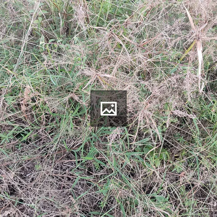 Dense patch of wild grasses