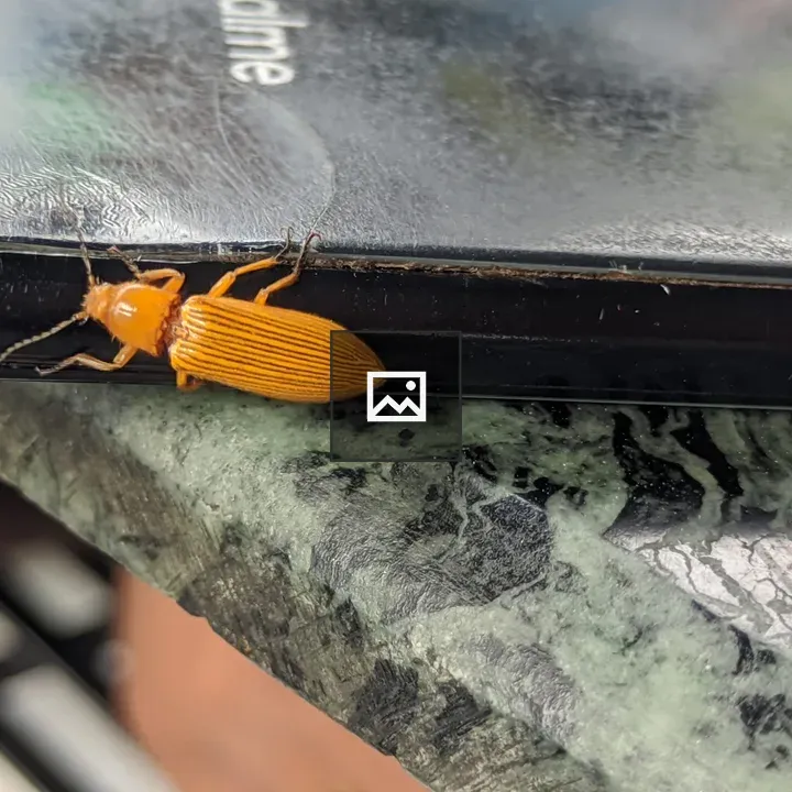 Orange beetle on device edge