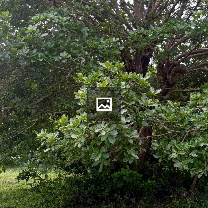 Lush green tree with thick trunk
