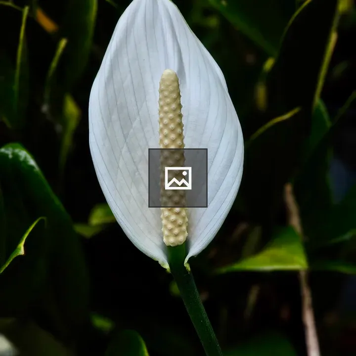 Peace Lily close-up