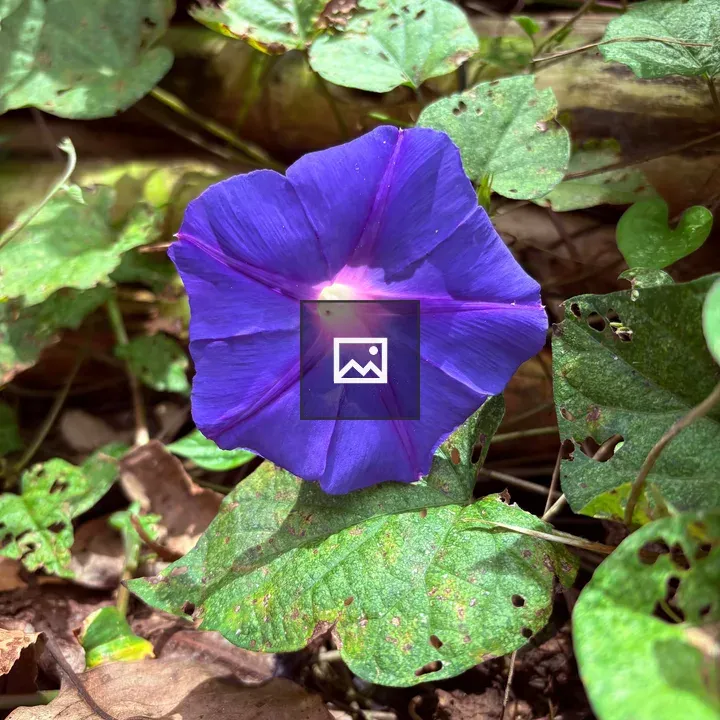Purple flower with star center
