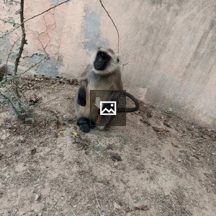 Langoor monkey eating banana