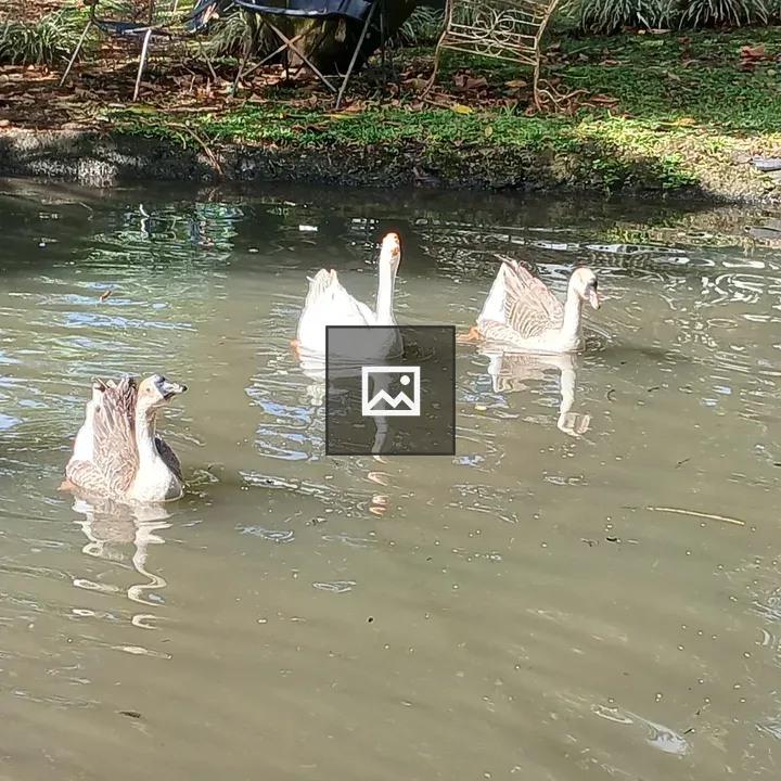 Geese on Calm Pond