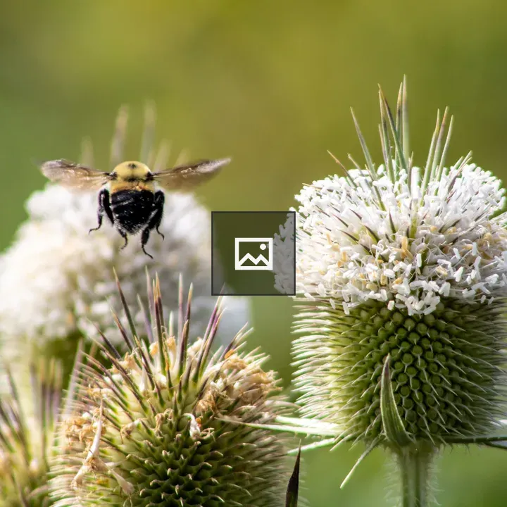 Bee in Flight Over Thistle