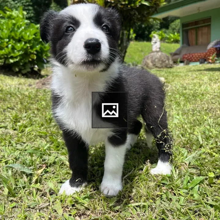 Border Collie Puppy in Grass