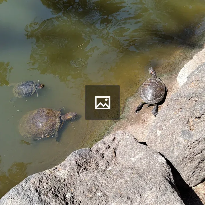 Three freshwater turtles at pond edge