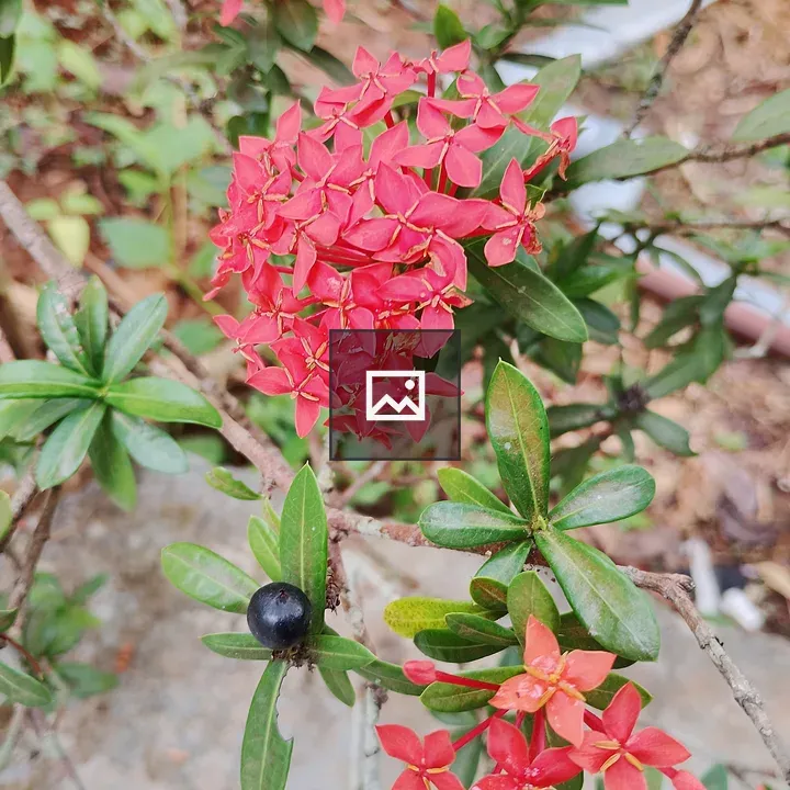 Ixora flowers with green leaves