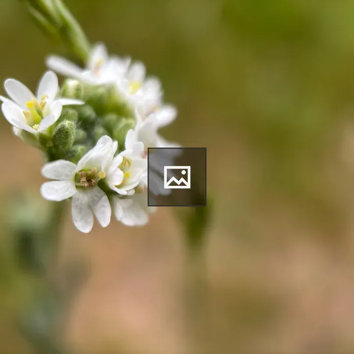 Closeup of tiny white flowers
